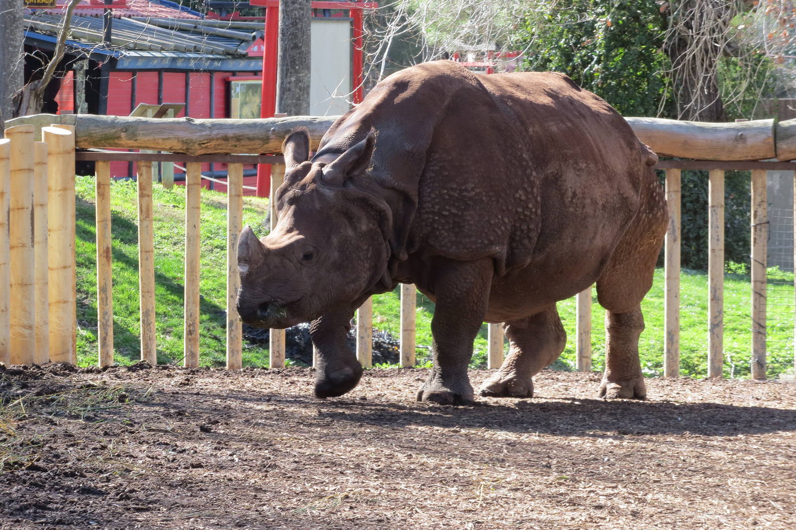 Indian Rhinoceros 150216