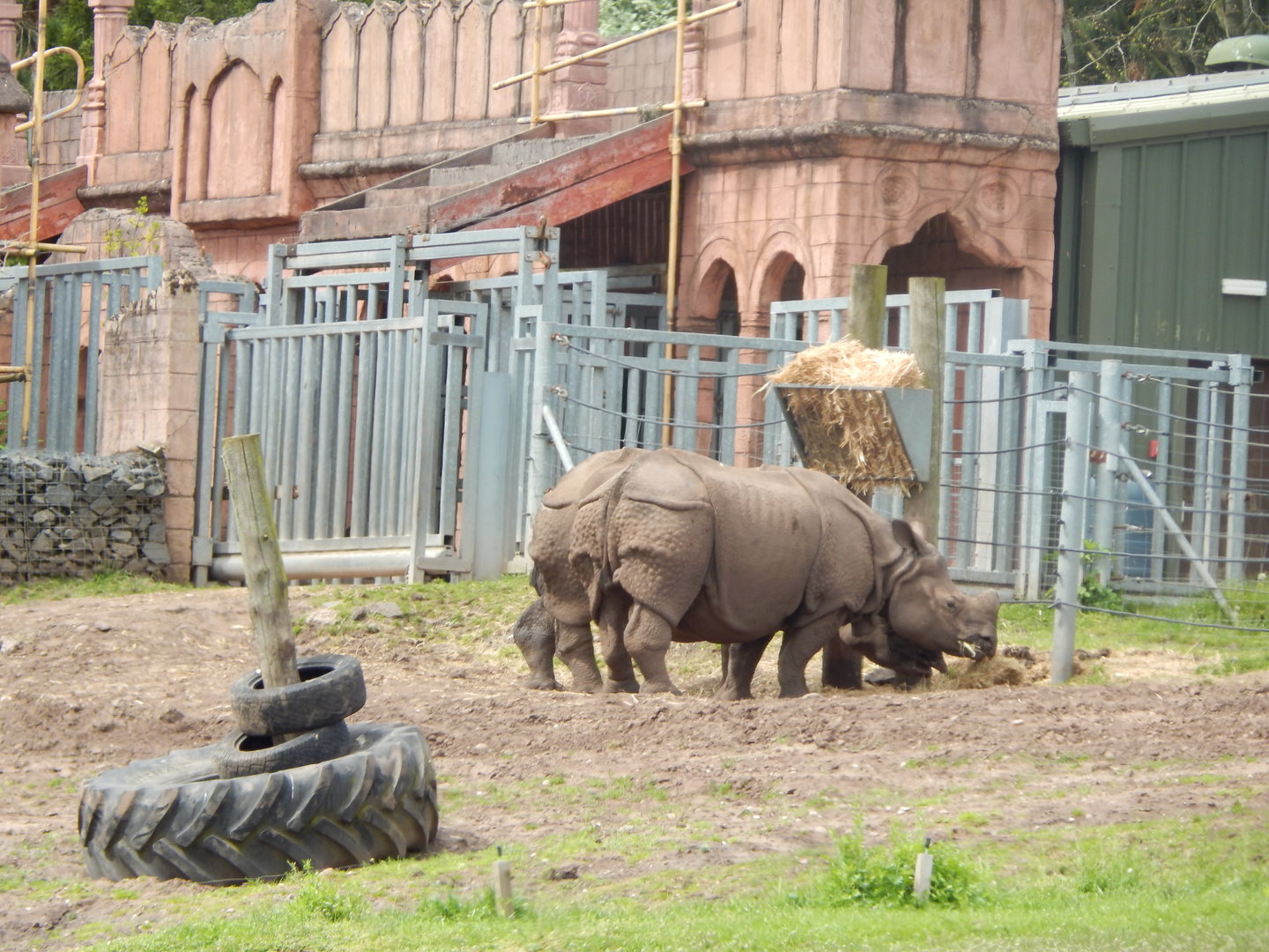 Indian rhinoceros 150523