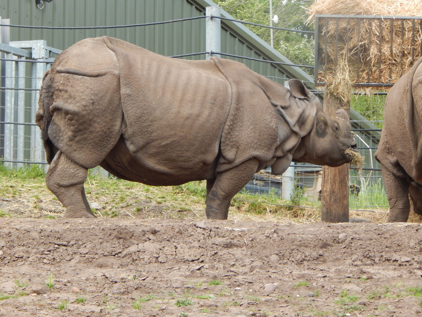 Indian rhinoceros 150523