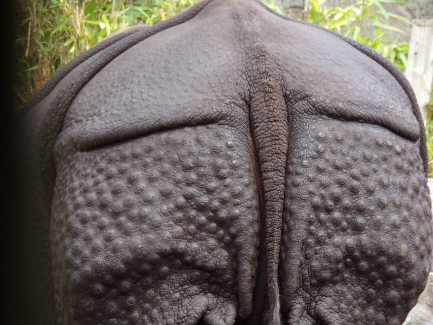 Indian rhinoceros 18.7.24