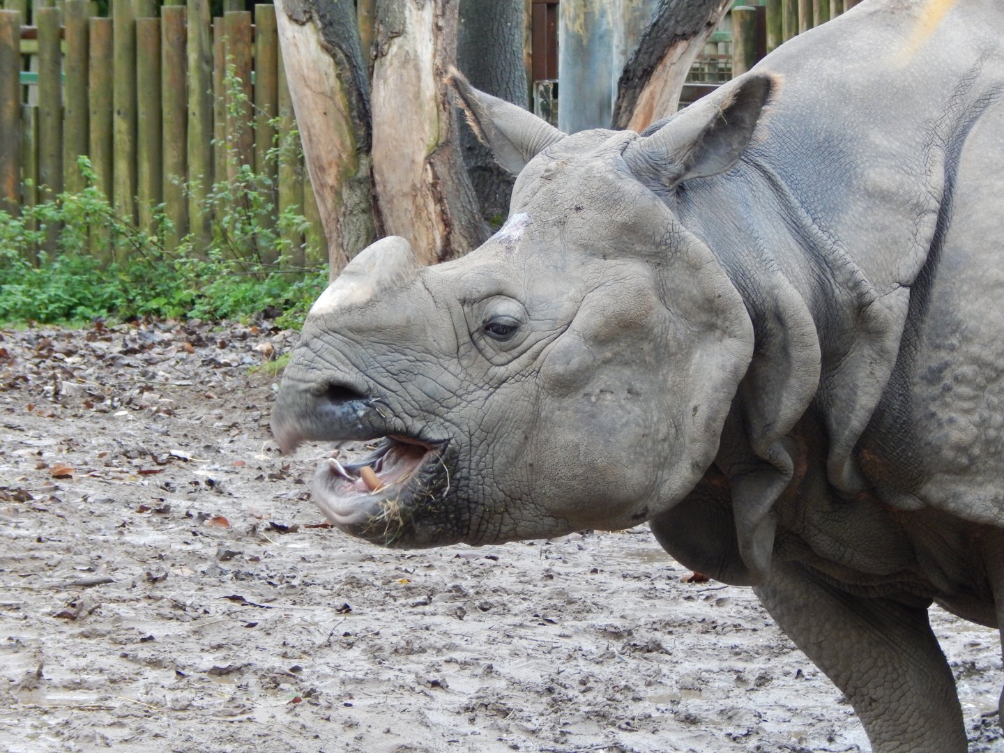 Indian rhinoceros 181021