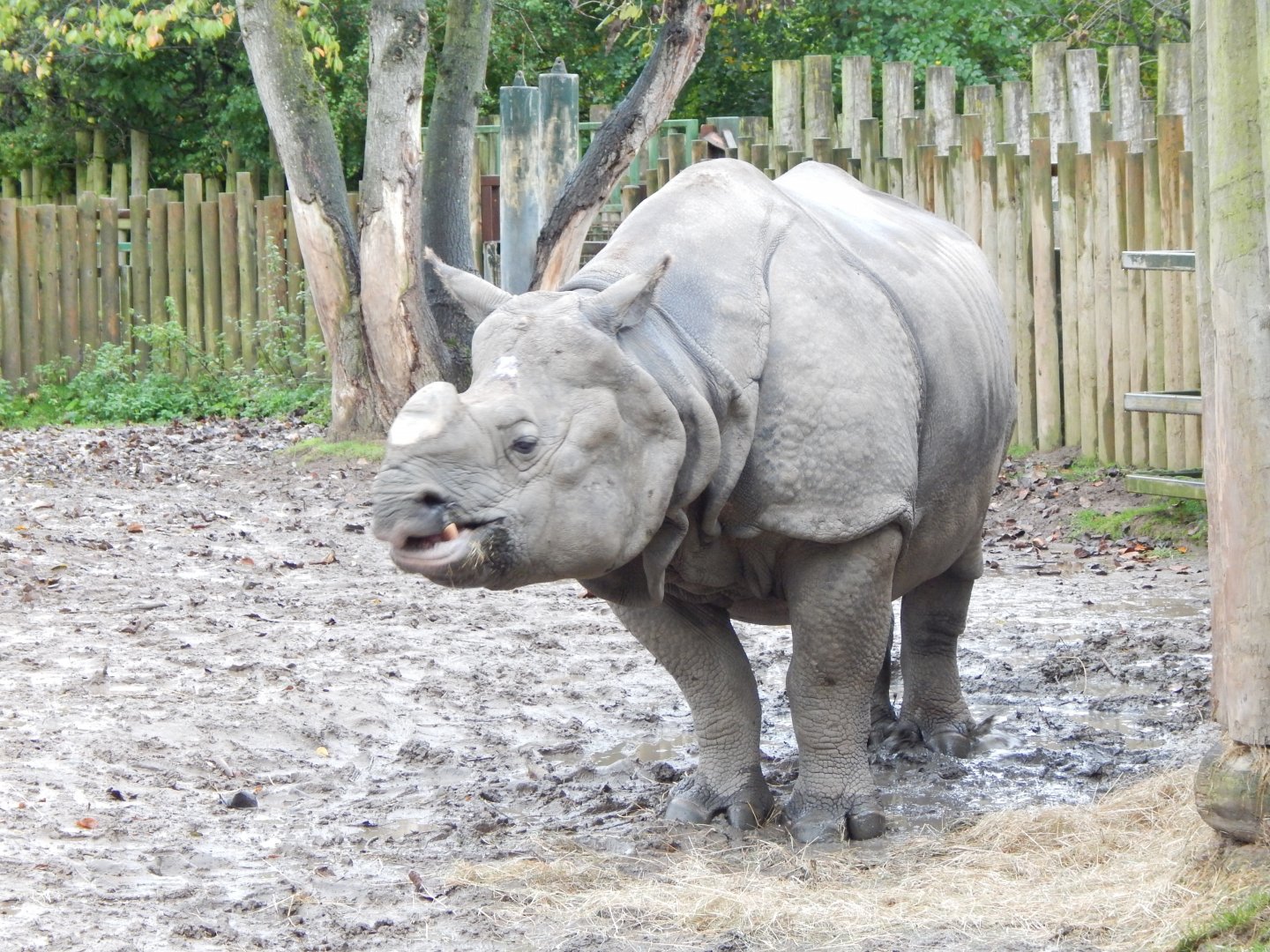 Indian rhinoceros 181021