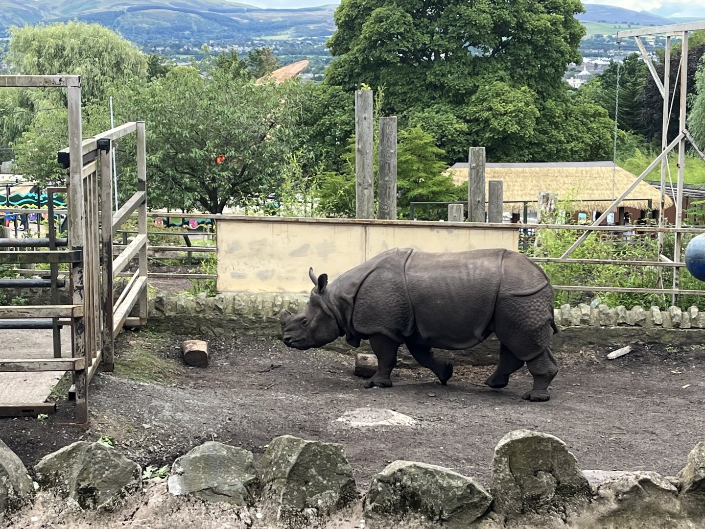 Indian rhinoceros 19.7.23