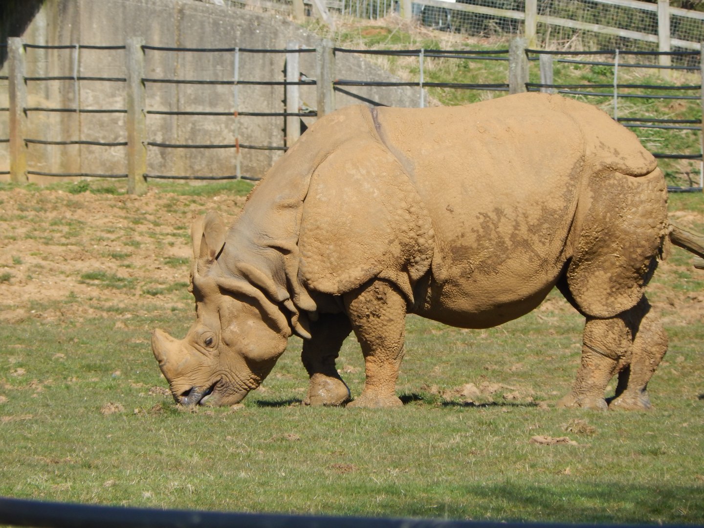 Indian rhinoceros 190322
