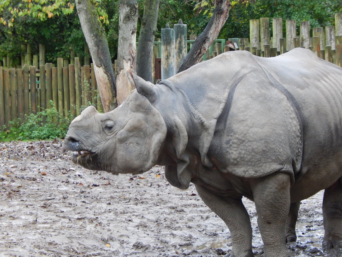 Indian rhinoceros 191021