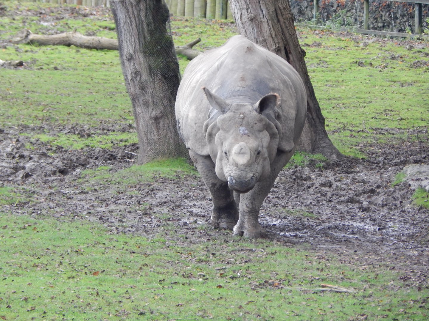 Indian rhinoceros 191021