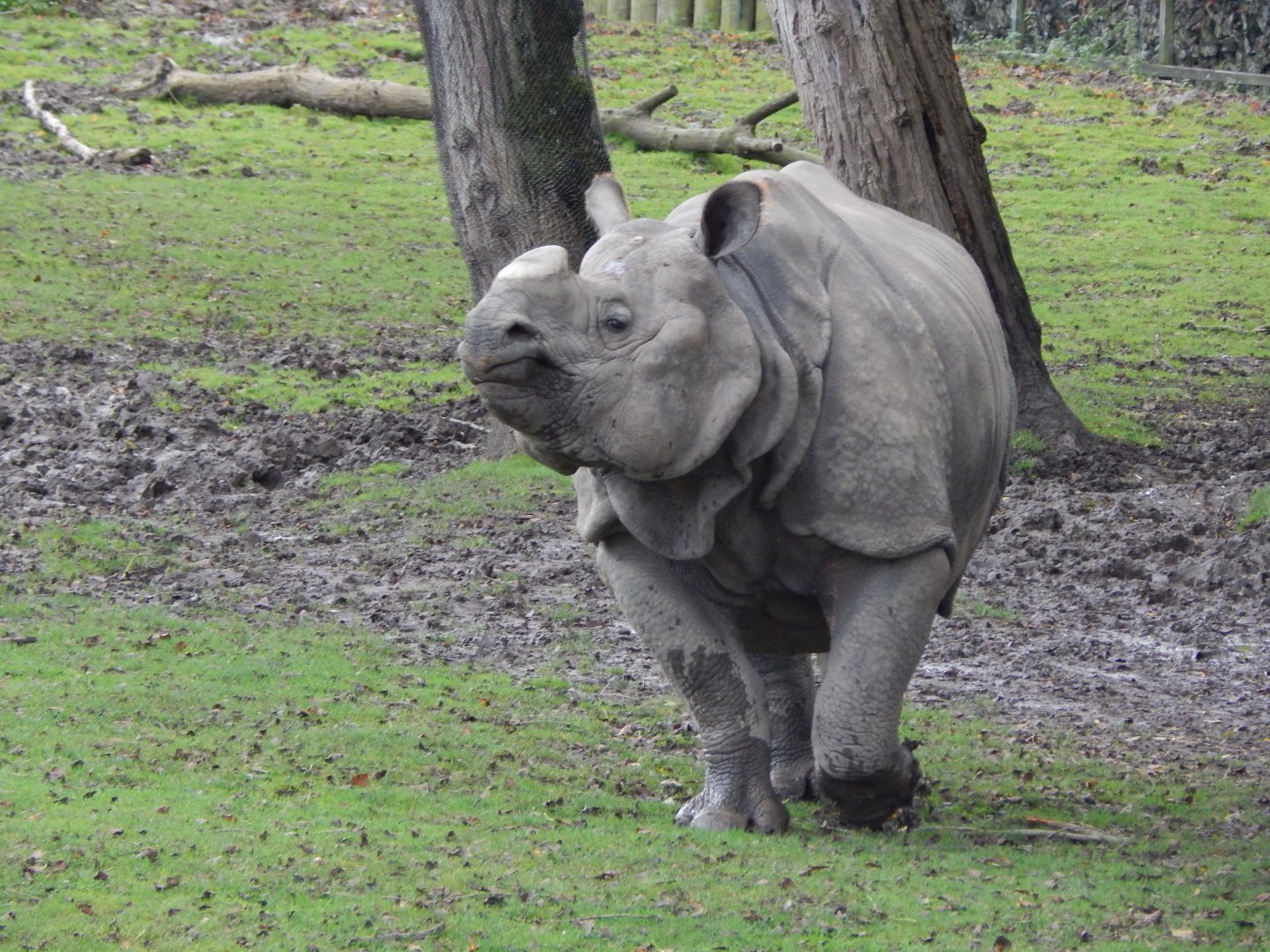 Indian rhinoceros 191021