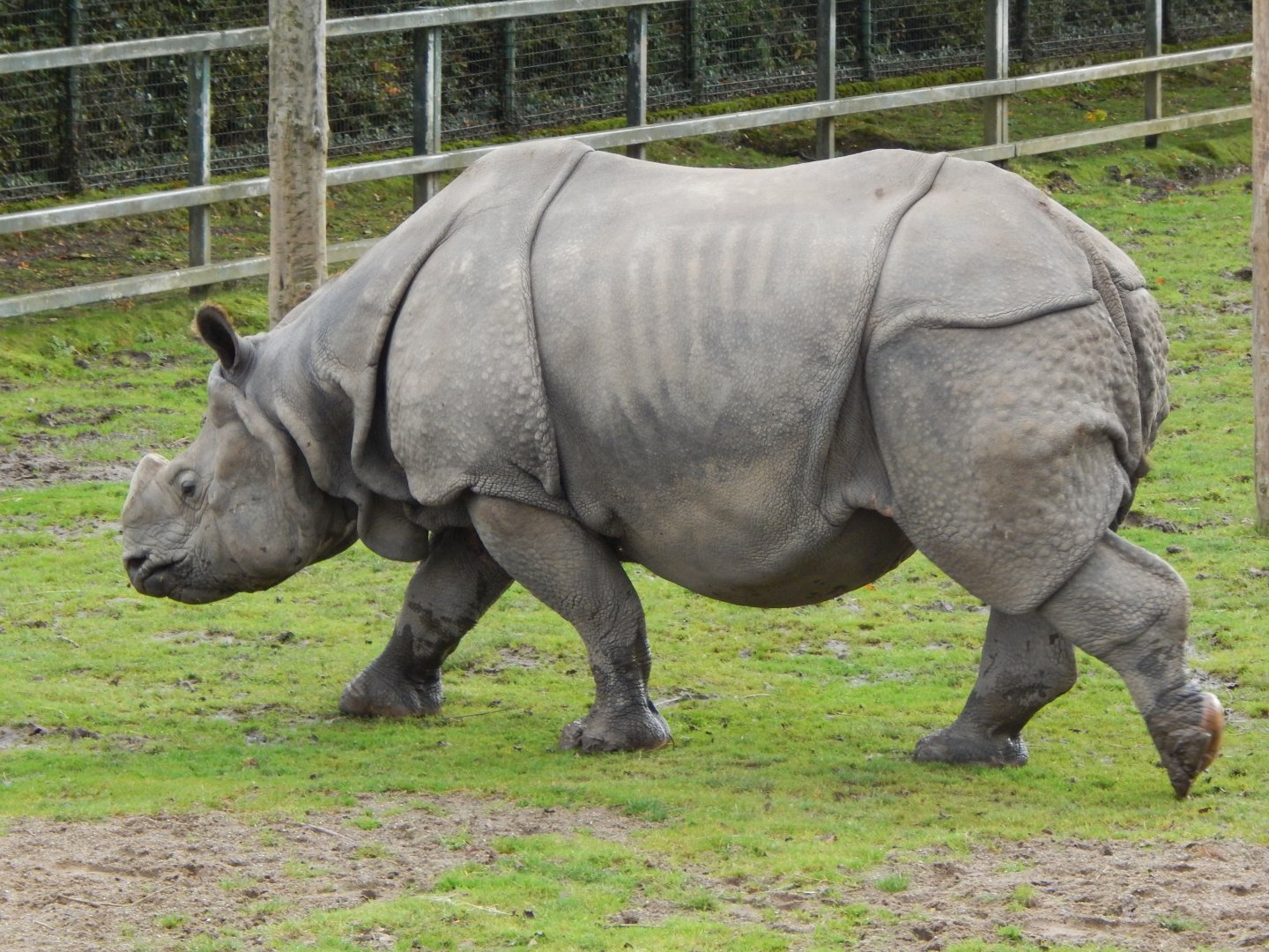 Indian rhinoceros 191021