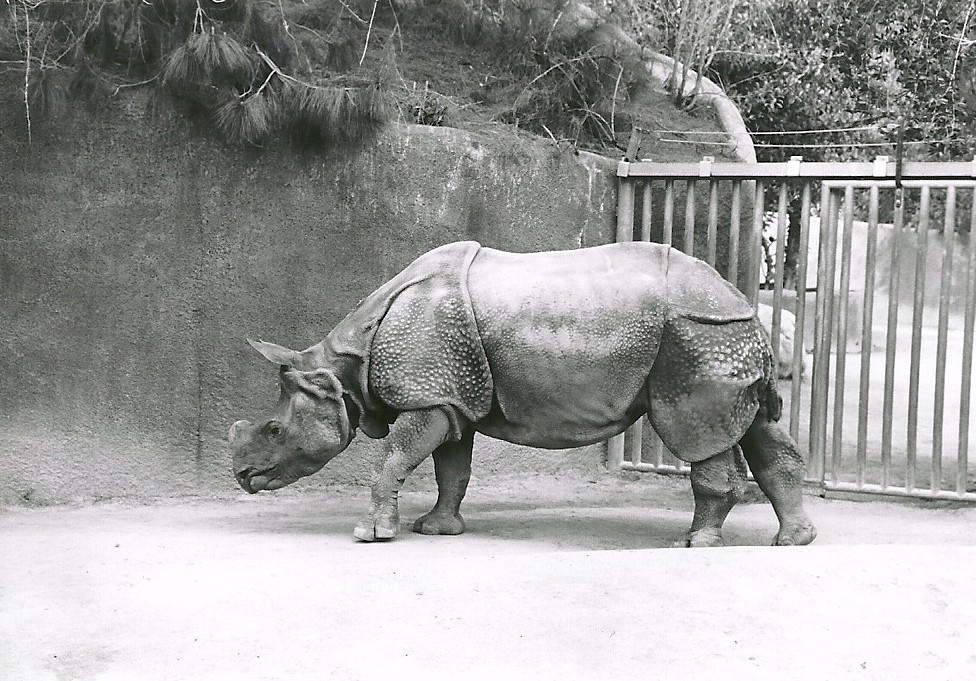 Indian Rhinoceros - 1982
