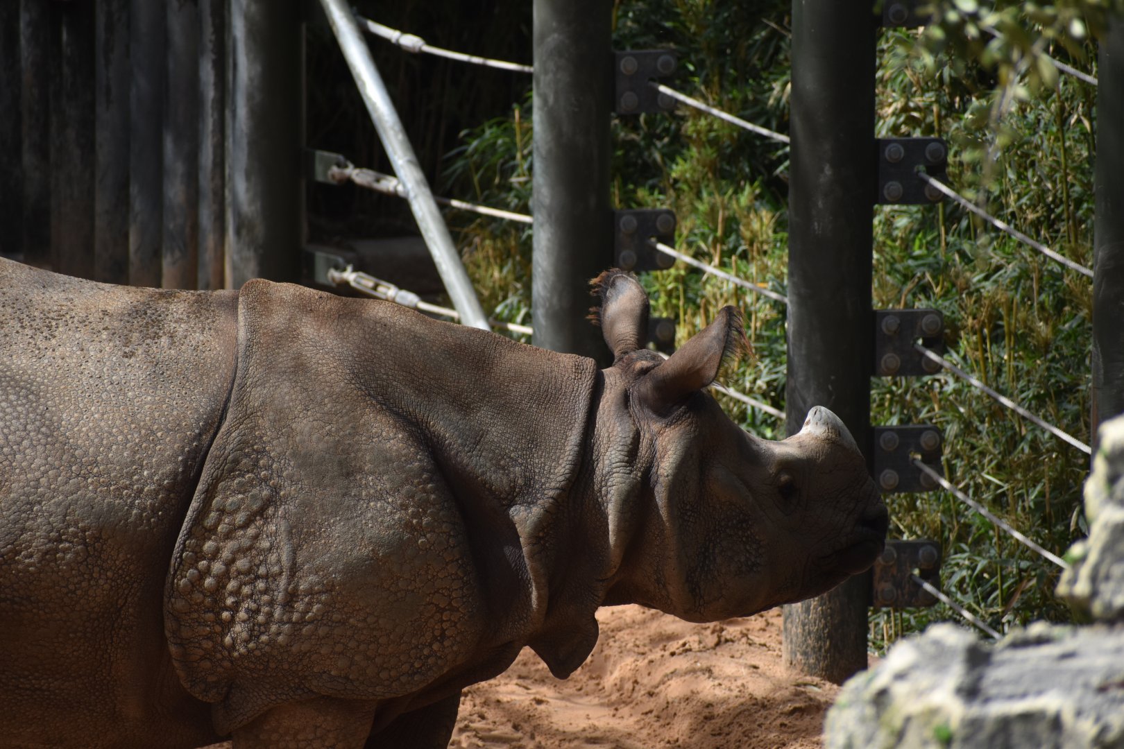 Indian Rhinoceros 2