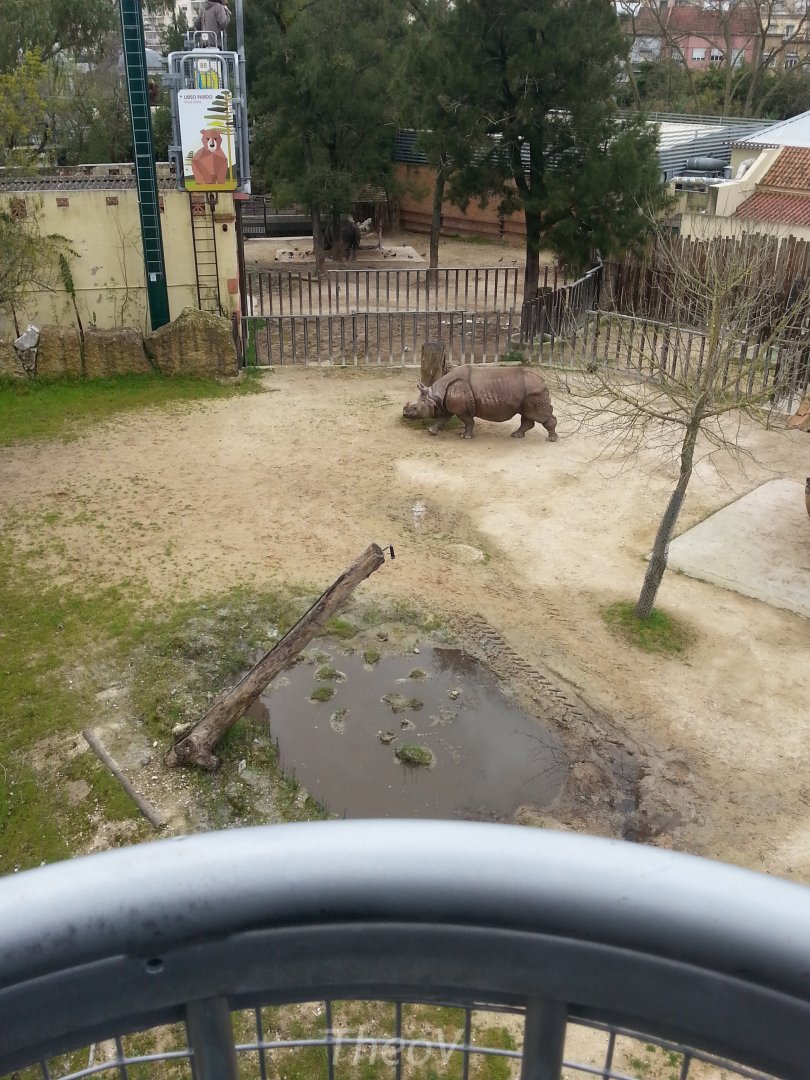 Indian rhinoceros [2014]