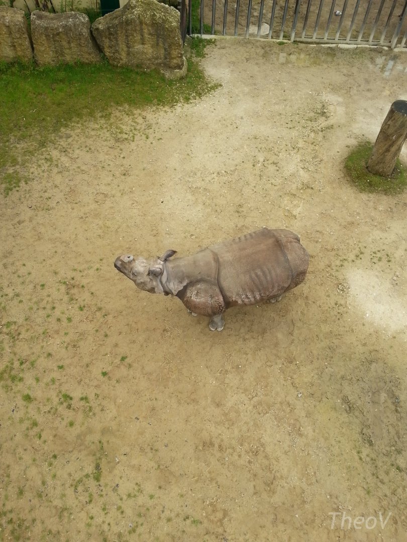 Indian rhinoceros [2014]