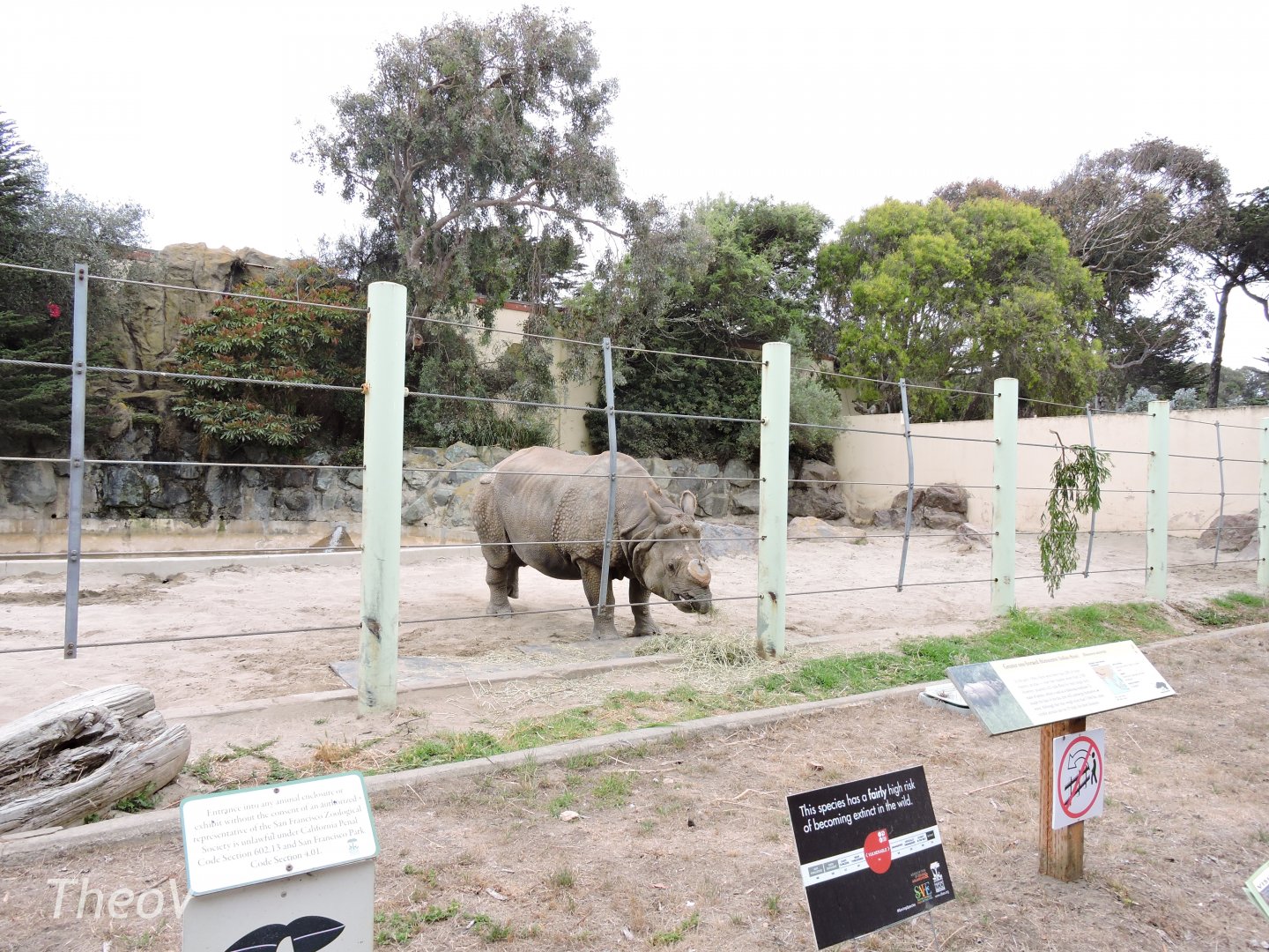 Indian rhinoceros [2015]