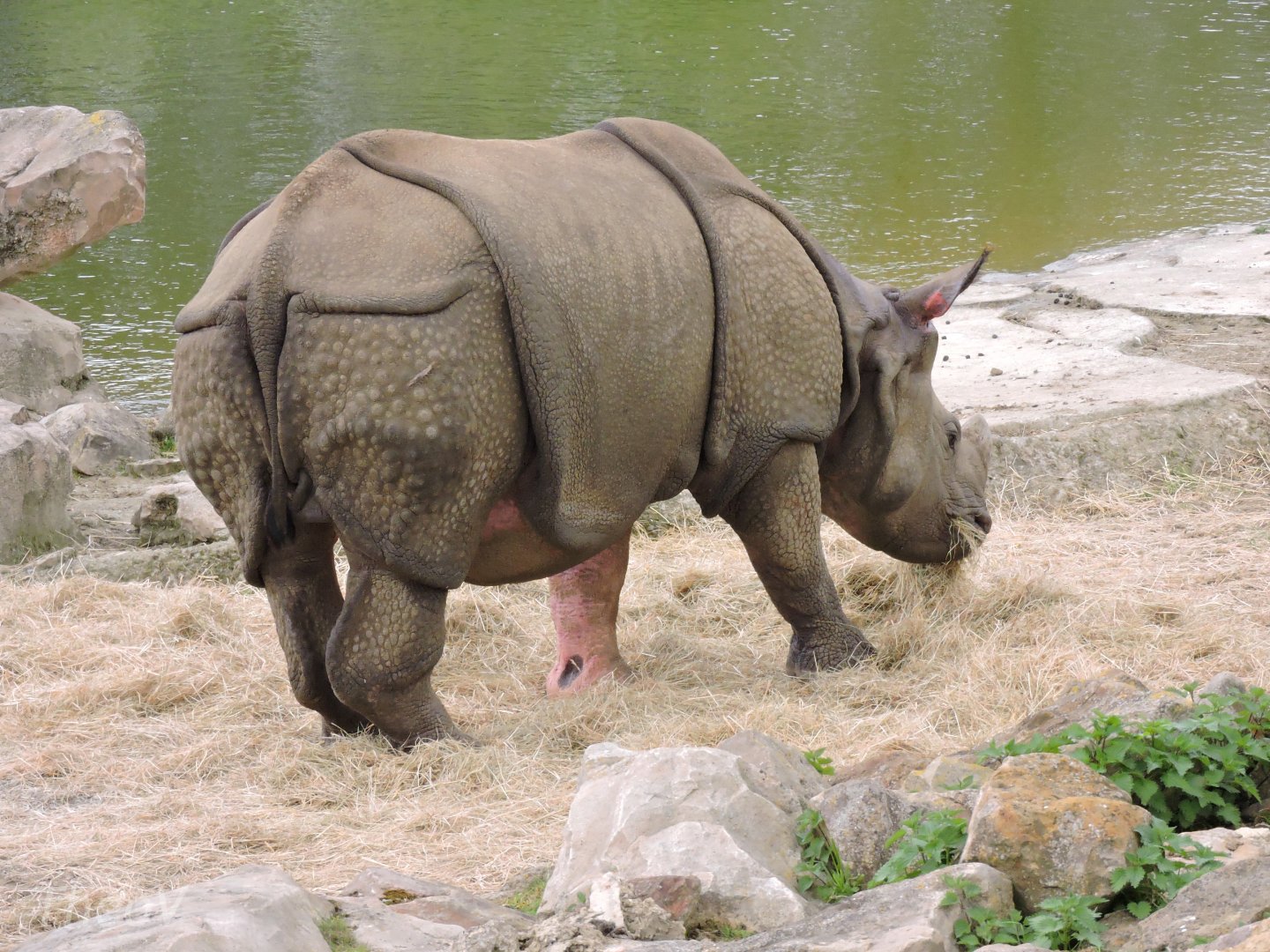 Indian rhinoceros [2015]