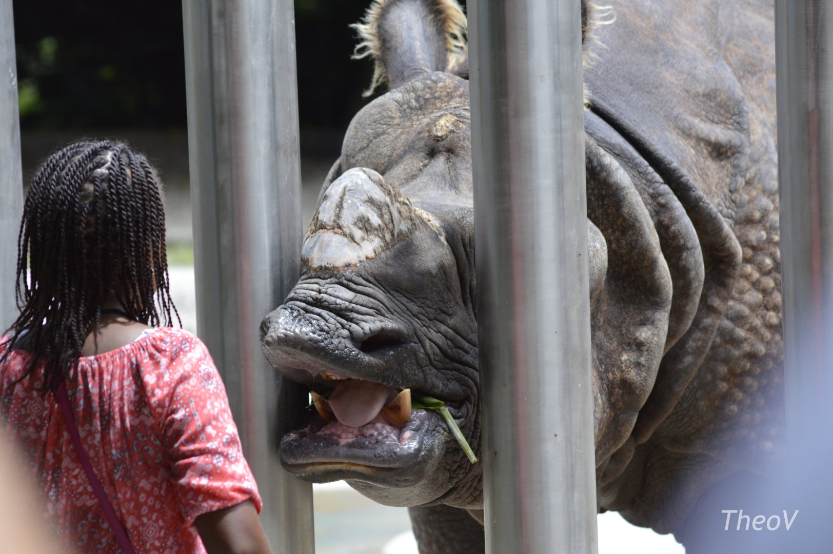 Indian rhinoceros [2017]