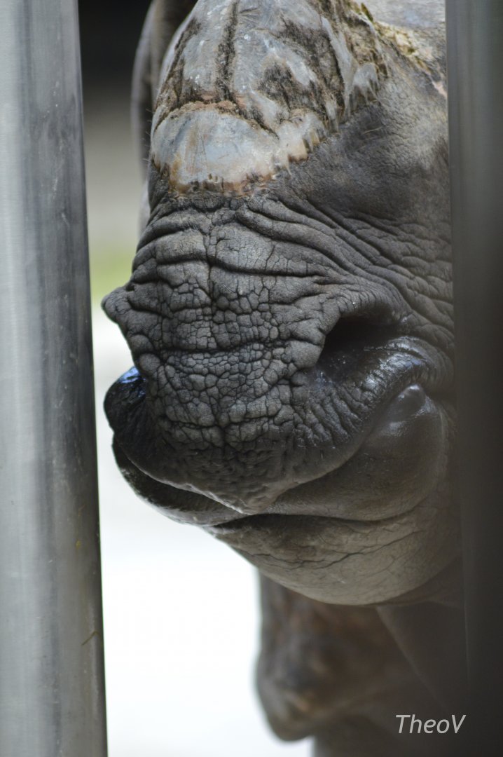 Indian rhinoceros [2017]