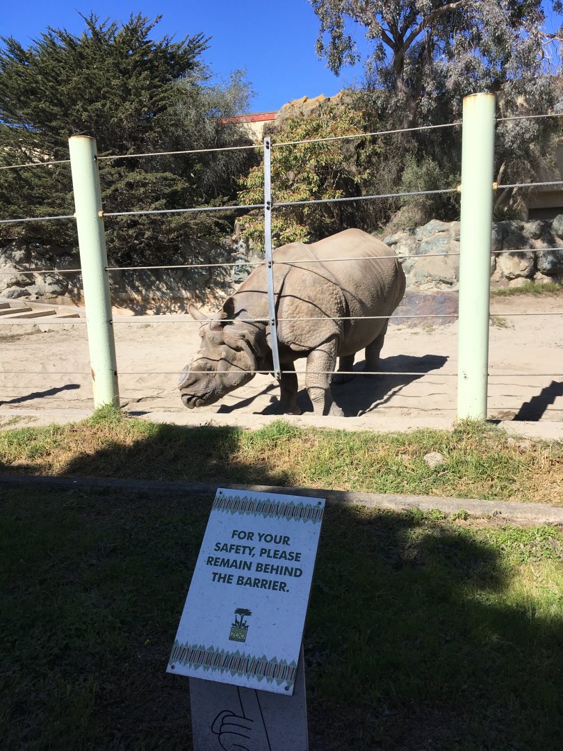 Indian Rhinoceros - 2018