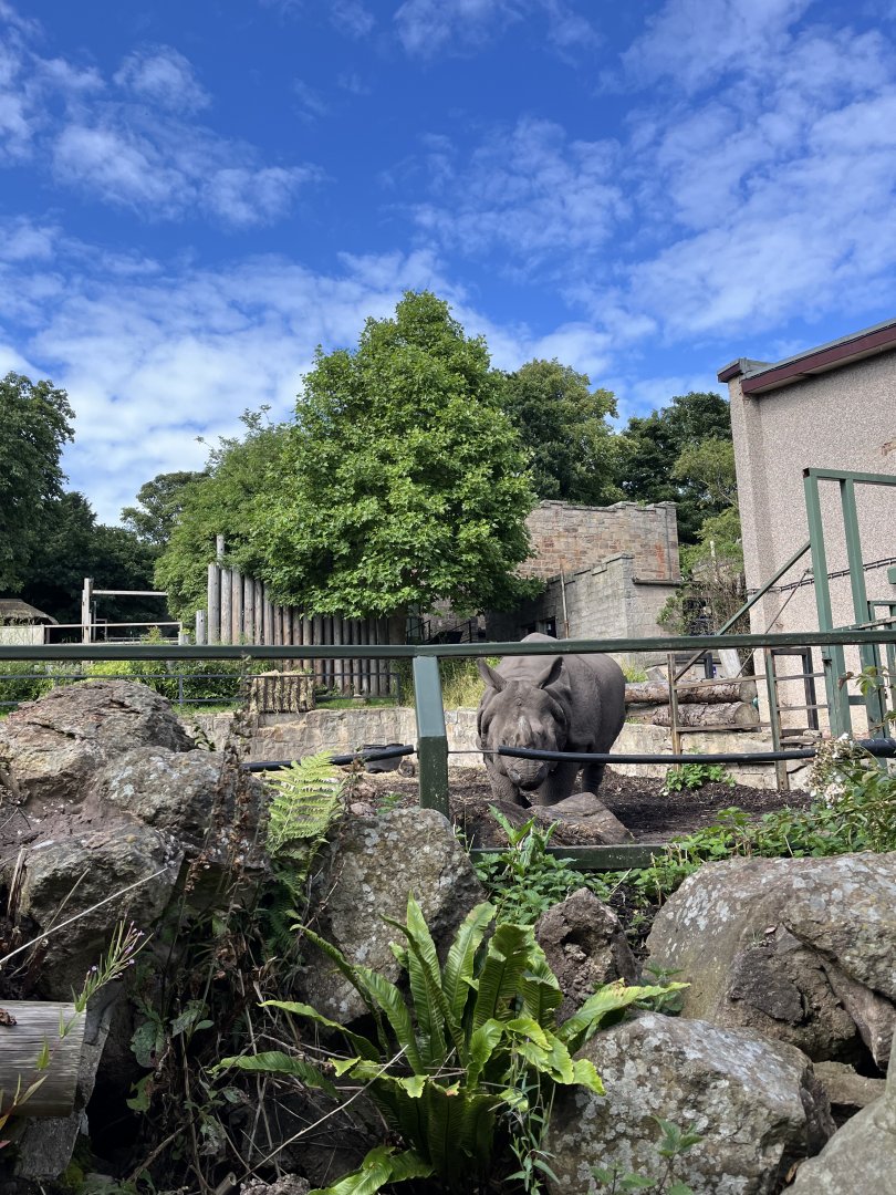 Indian rhinoceros 22.7.24