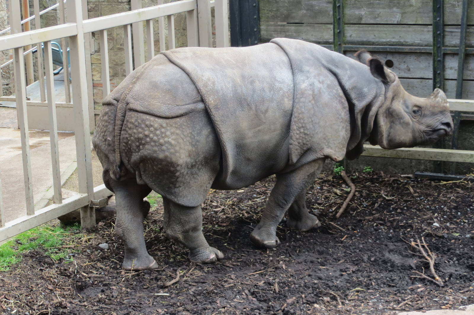 Indian Rhinoceros 240815