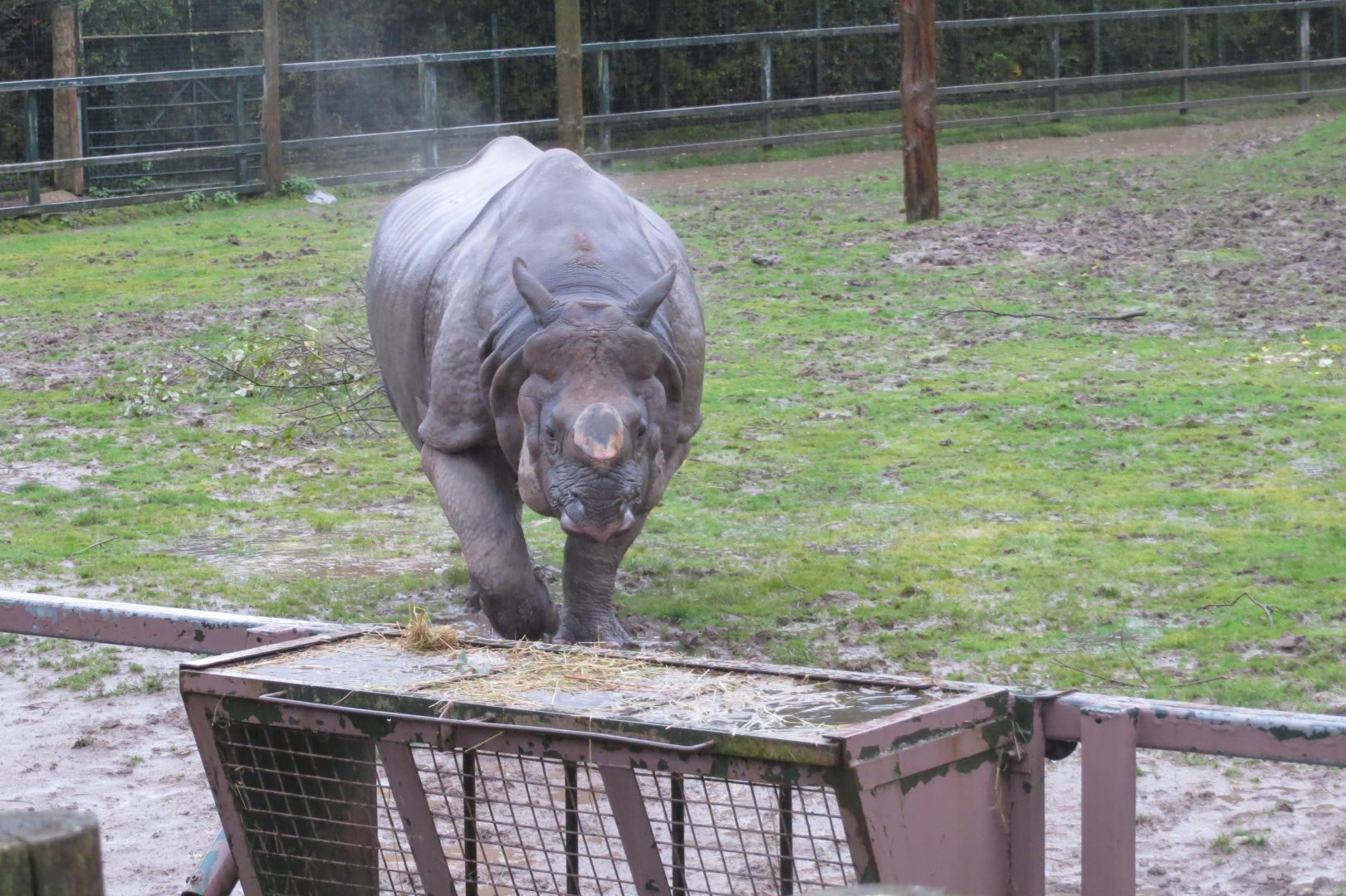 Indian rhinoceros 261019