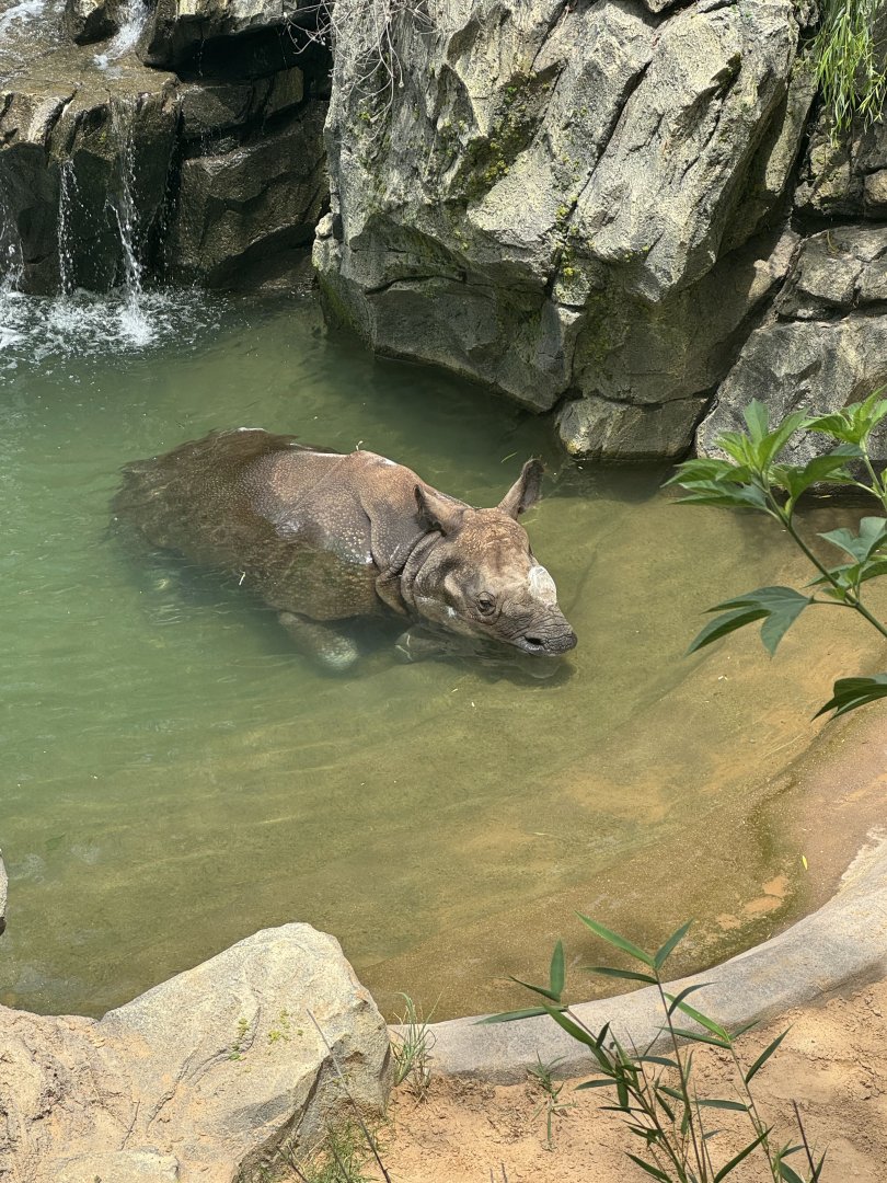 Indian Rhinoceros (7/5/24)