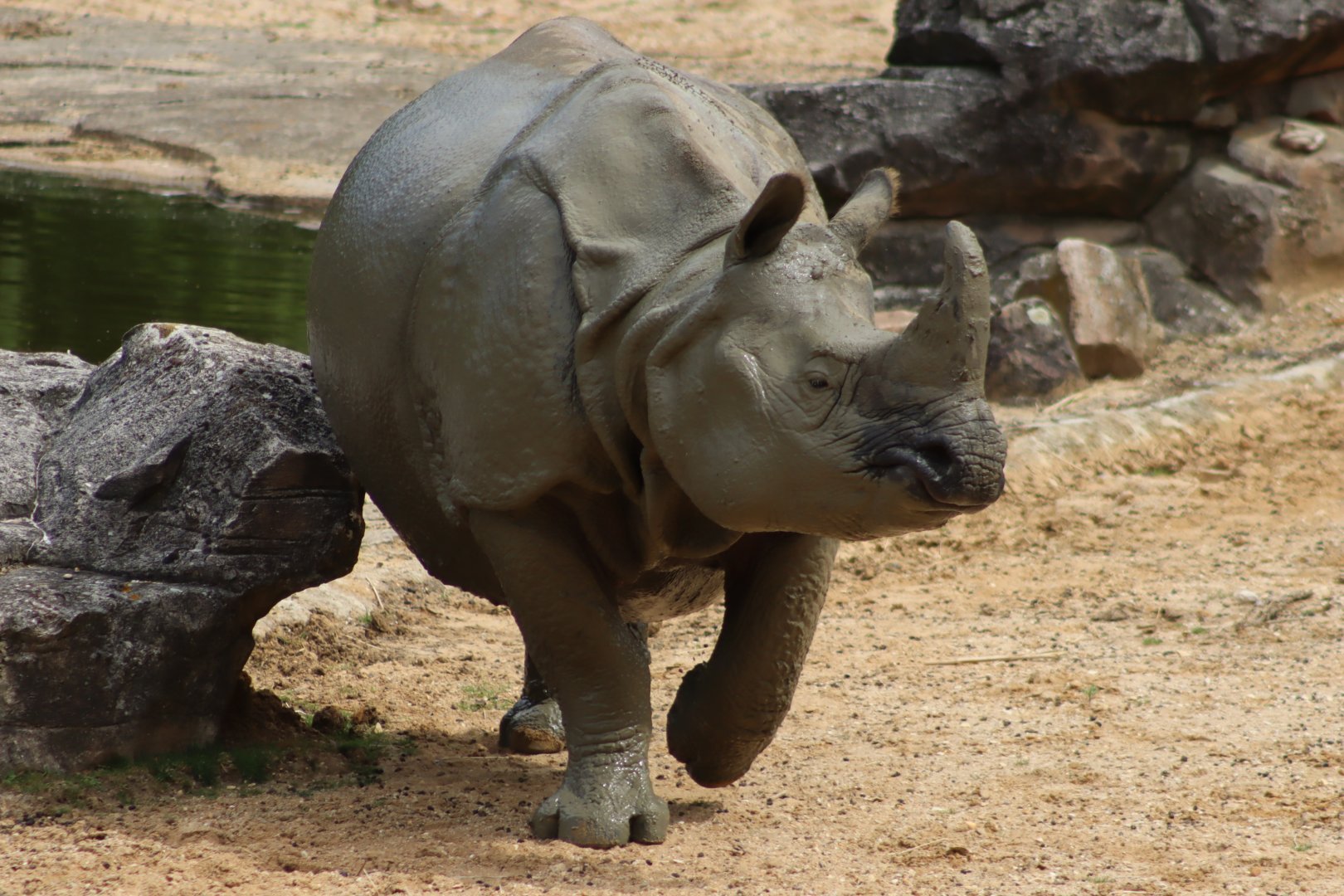 Indian Rhinoceros - 7 July 2024