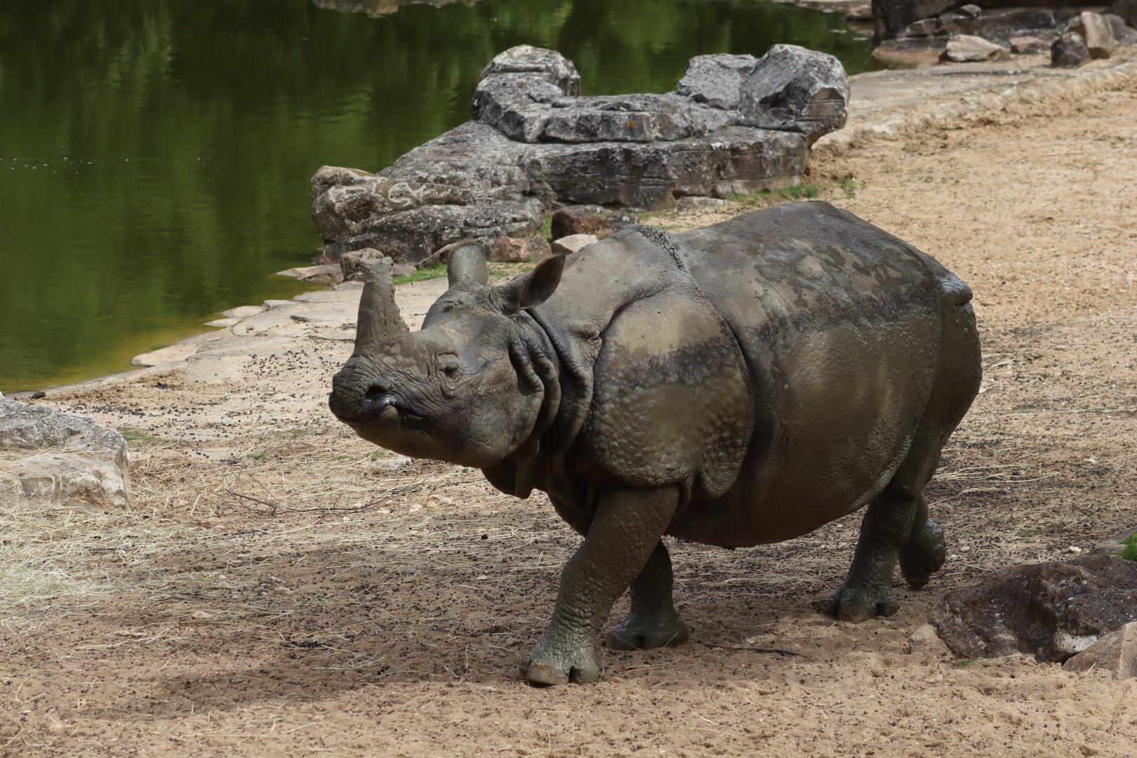 Indian Rhinoceros - 7 July 2024