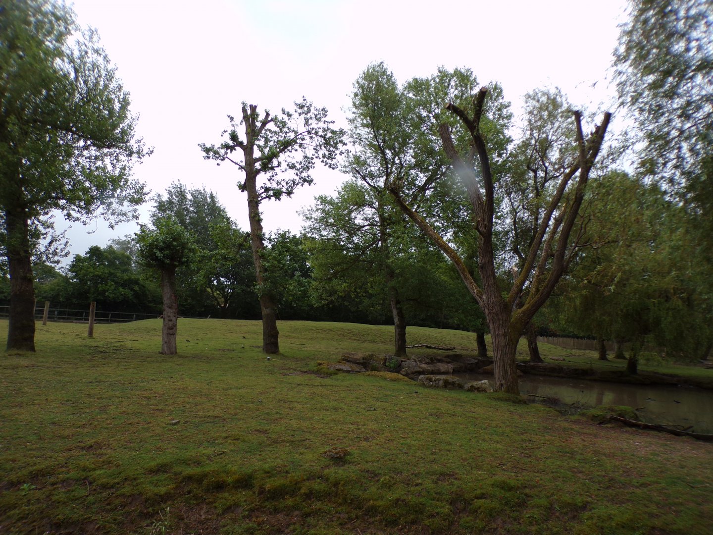 Indian rhinoceros and brow-antlered deer enclosure 29.6.24