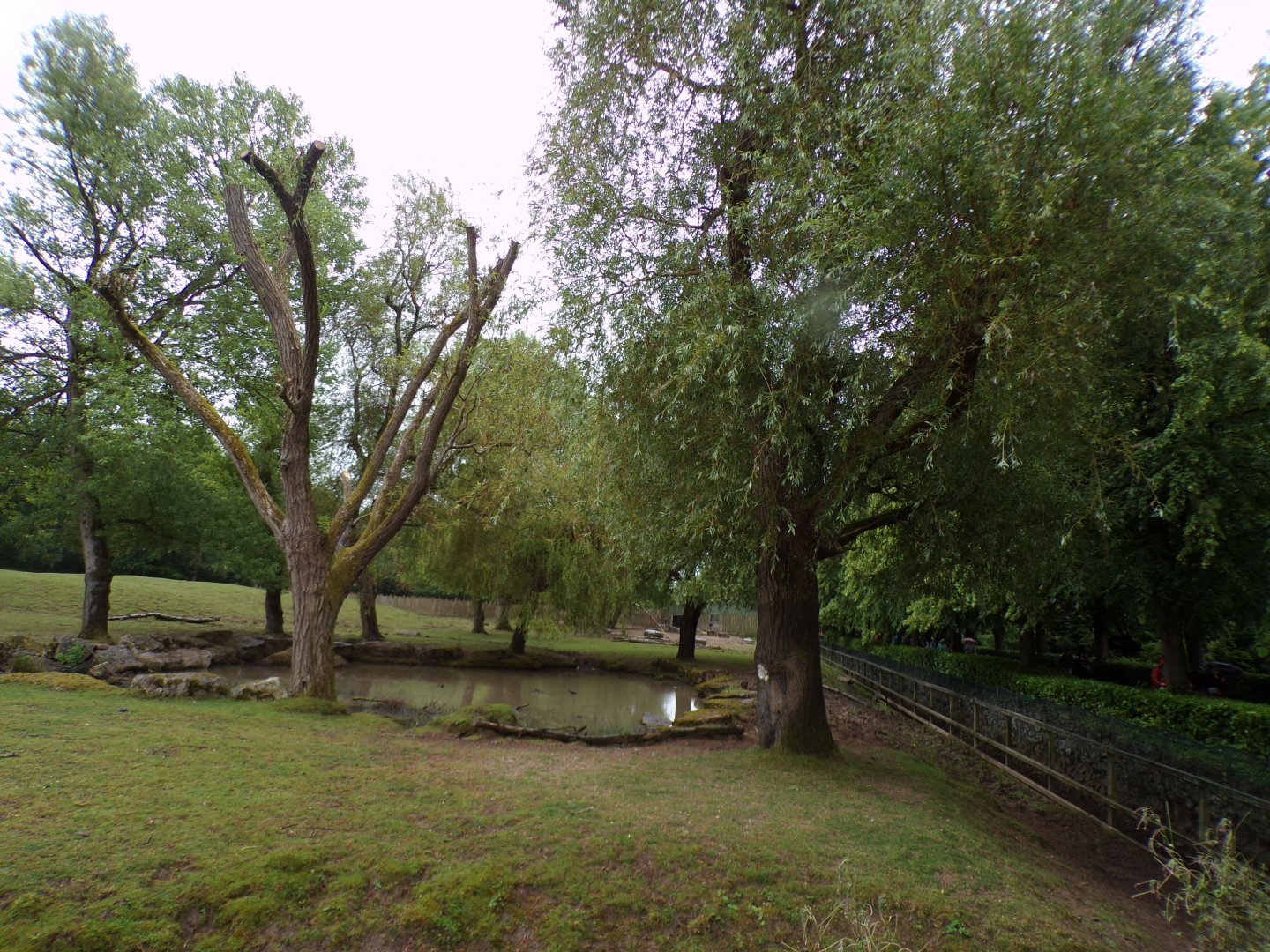 Indian rhinoceros and Brow-antlered deer enclosure 29.6.24