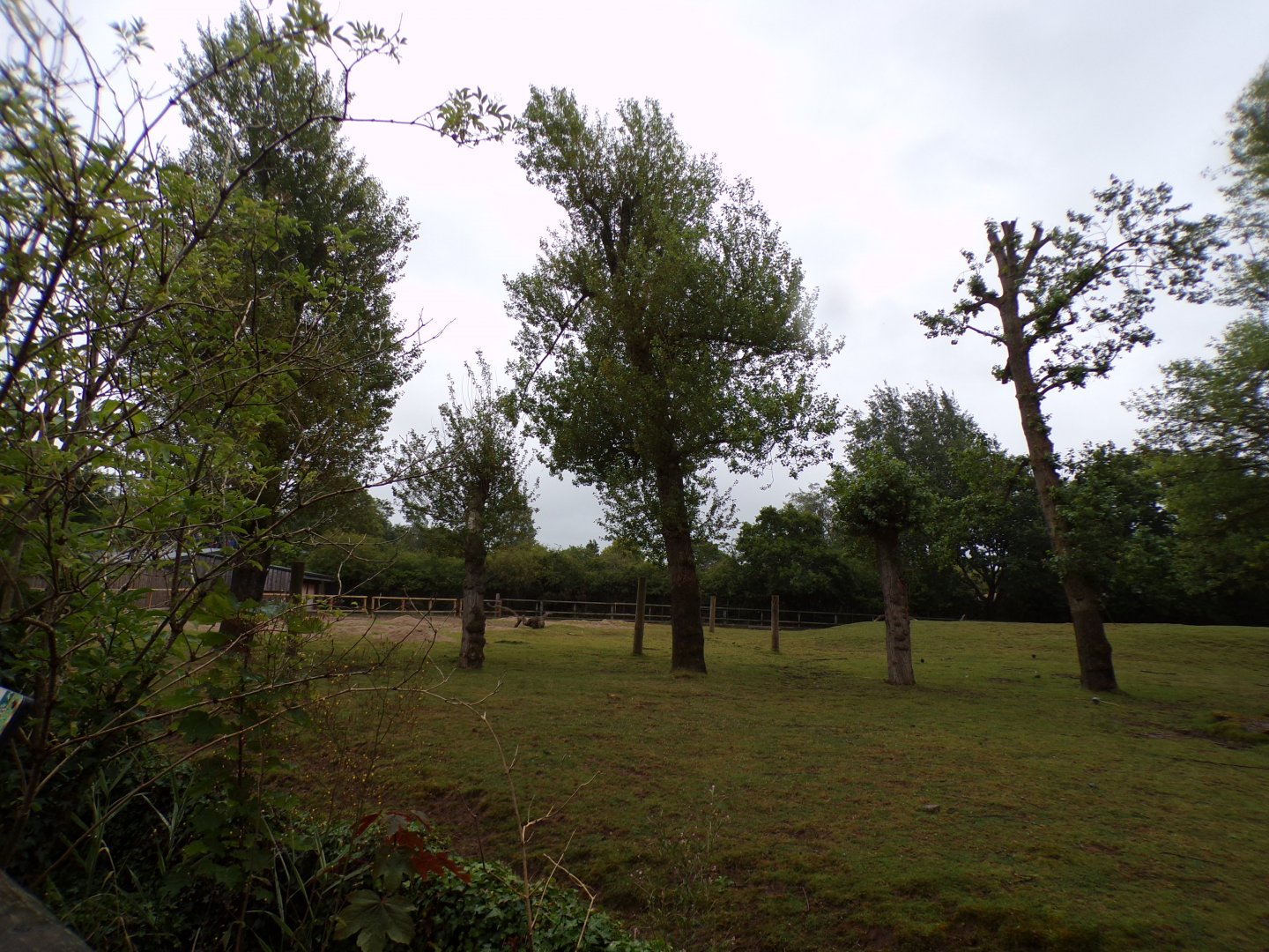 Indian rhinoceros and Brow-antlered deer enclosure 29.6.24