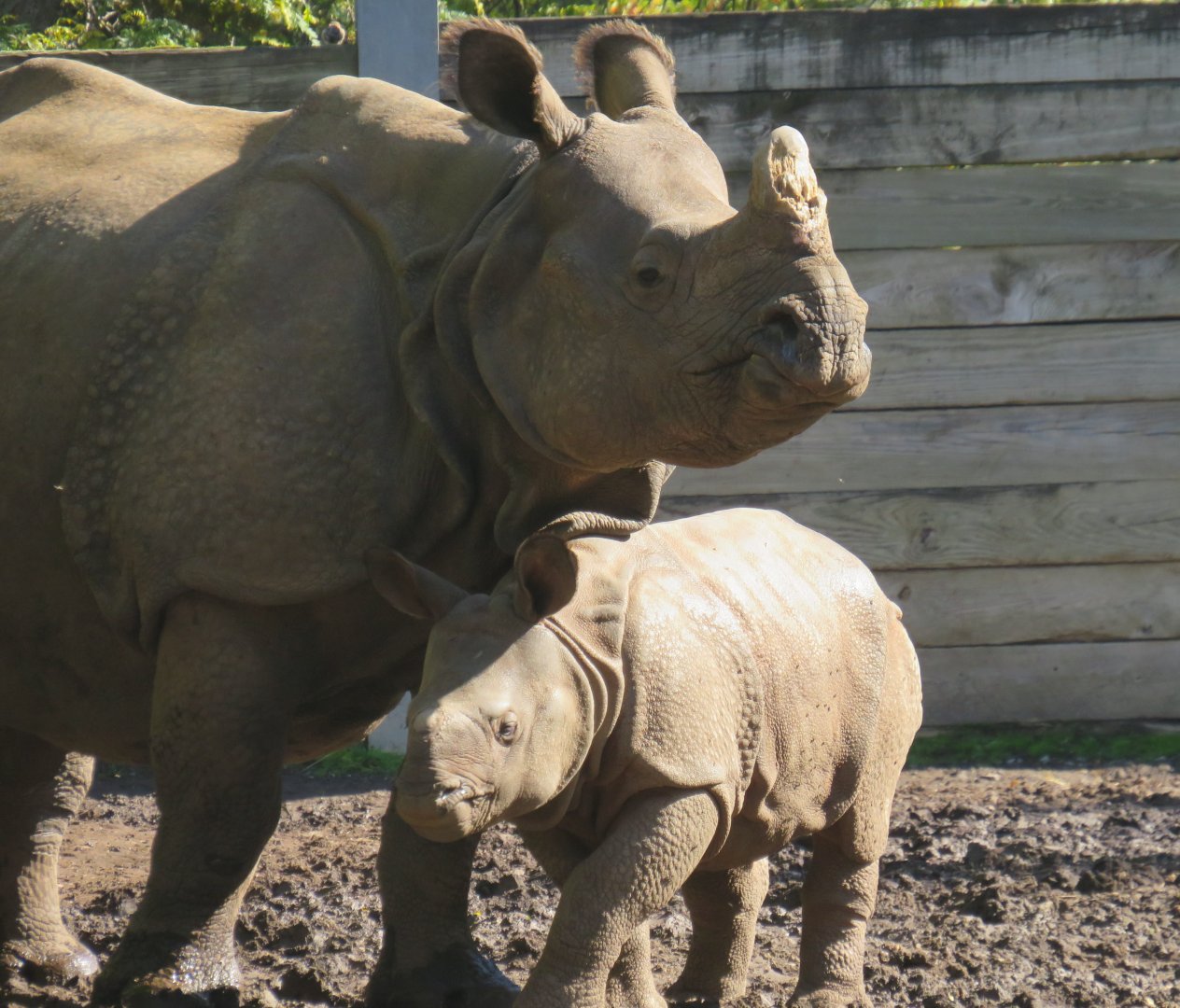 Indian rhinoceros and calf