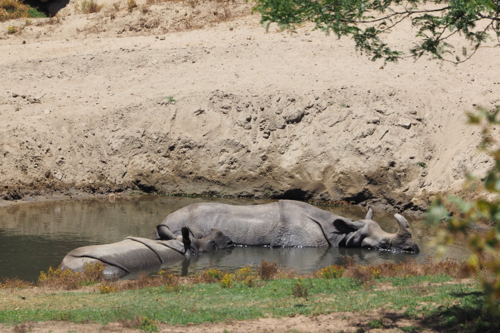 Indian rhinoceros and calf