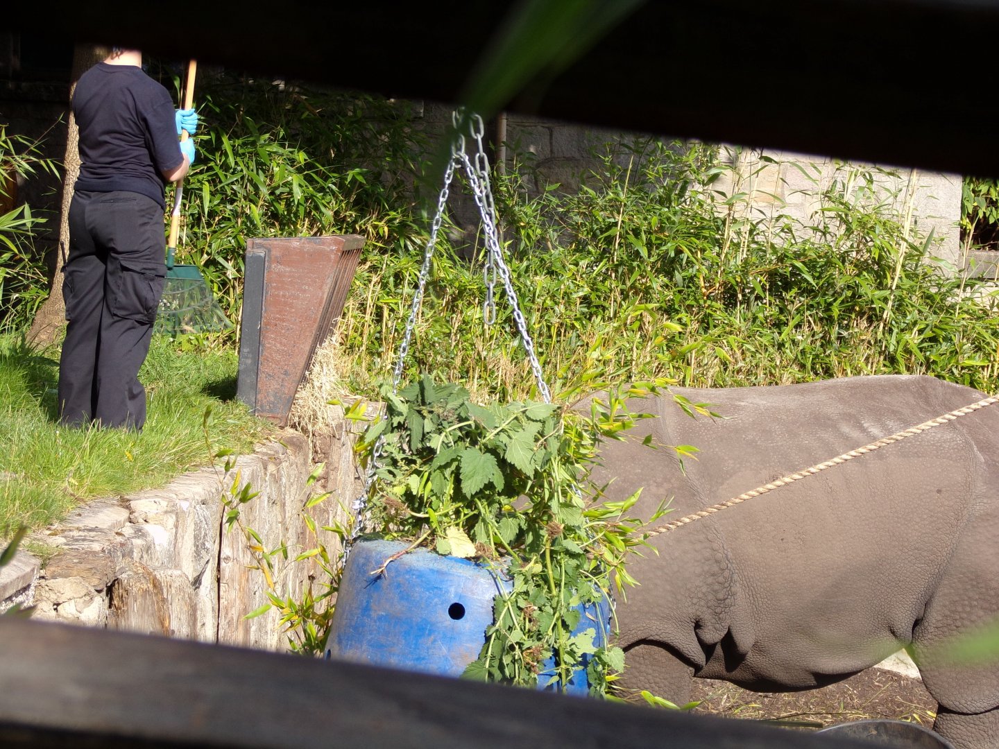 Indian rhinoceros and keeper 14.8.23