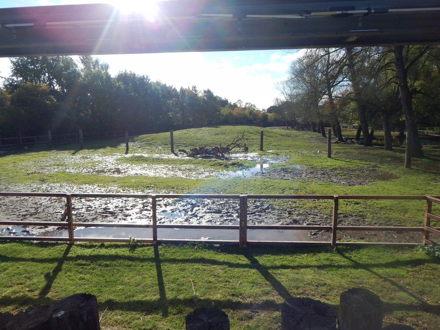 Indian rhinoceros and Myanmar thamin enclosure 081020