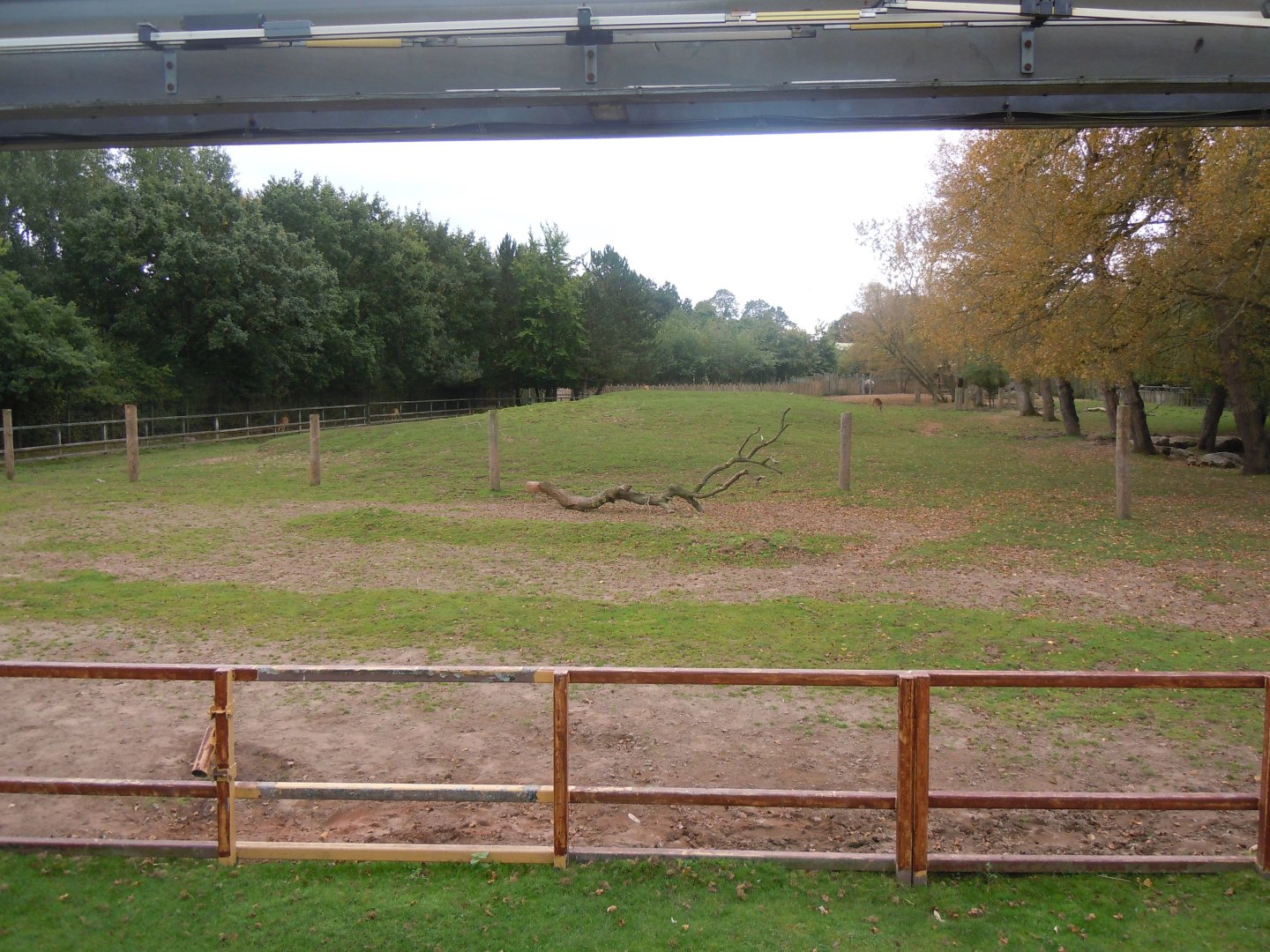 Indian rhinoceros and Myanmar thamin enclosure 110920