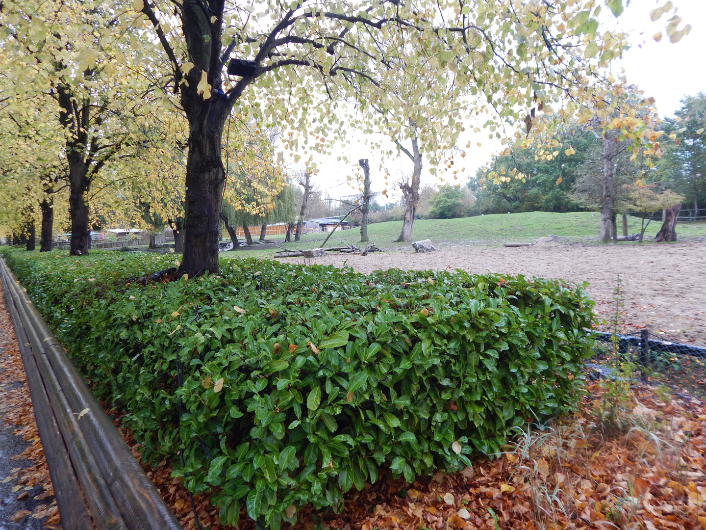 Indian rhinoceros and Myanmar thamin enclosure 221022