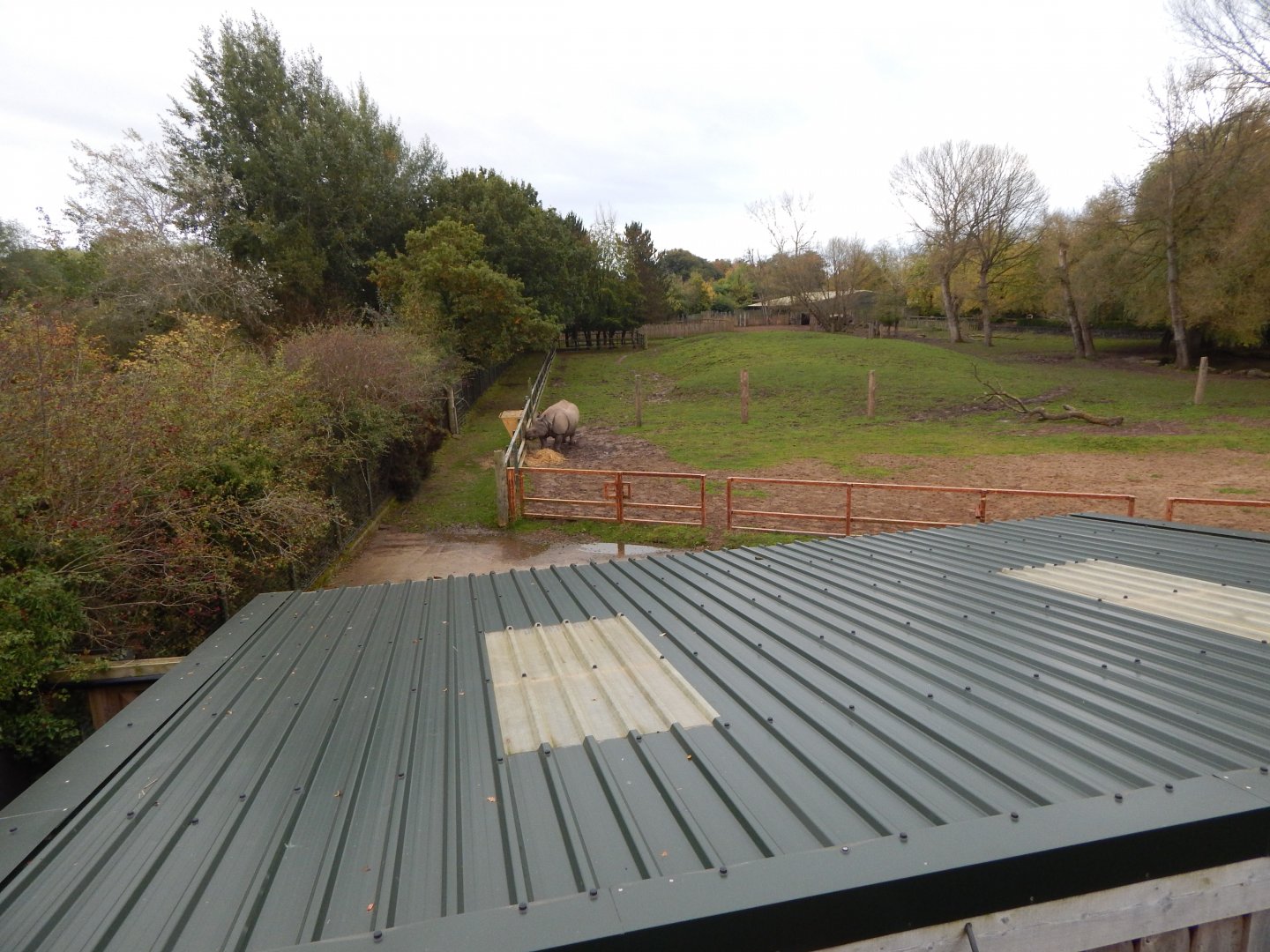 Indian rhinoceros and Myanmar thamin exhibit 181021