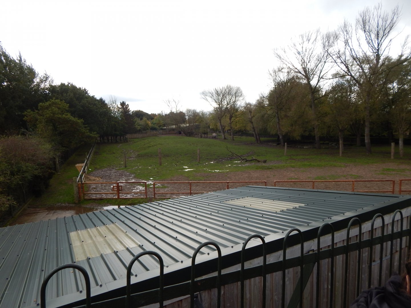 Indian rhinoceros and Myanmar thamin exhibit 191021