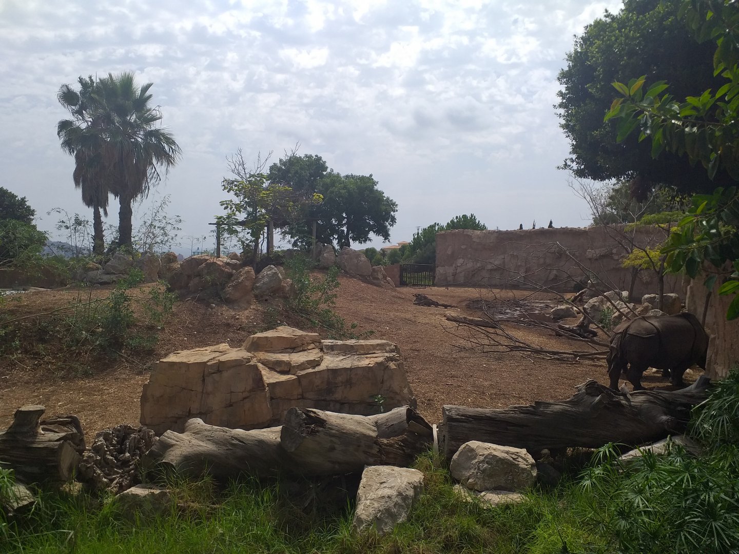 Indian rhinoceros and Nilgai exhibit -TerraNatura Benidorm (2021)