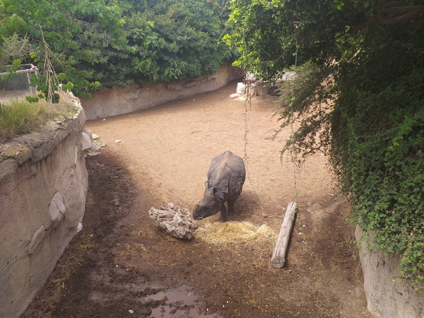 Indian rhinoceros and Nilgai exhibit -TerraNatura Benidorm (2021)