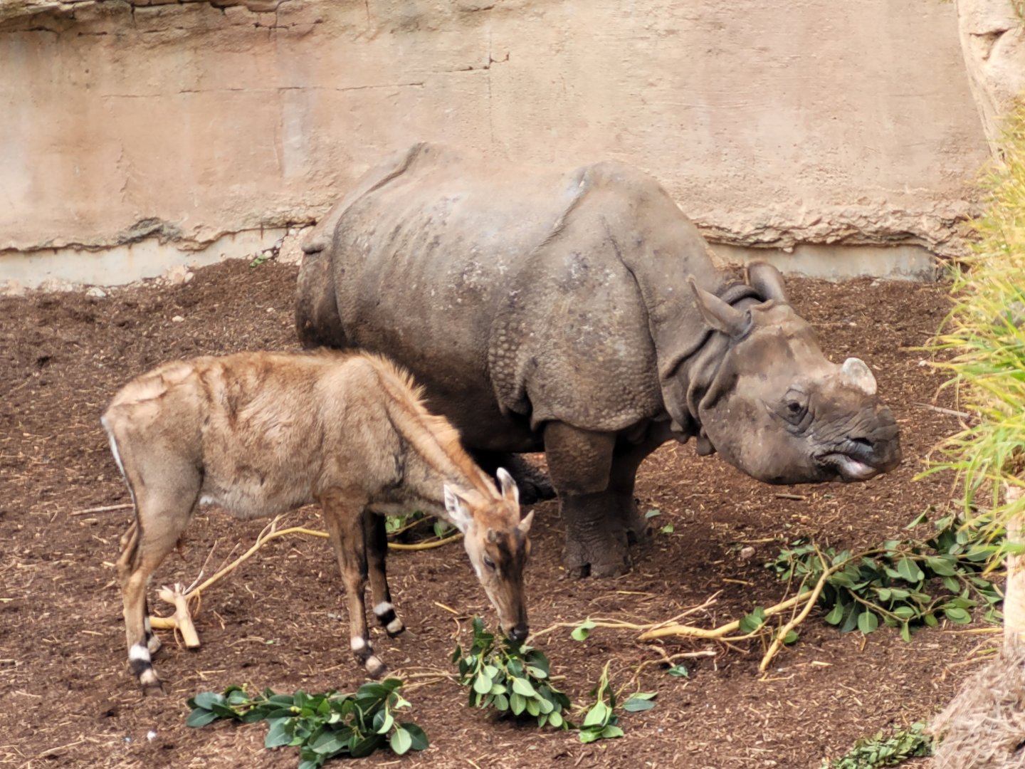 Indian rhinoceros and Nilgai -TerraNatura Benidorm (2022)