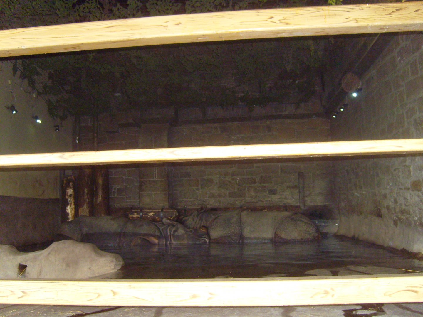 Indian Rhinoceros, April 2009