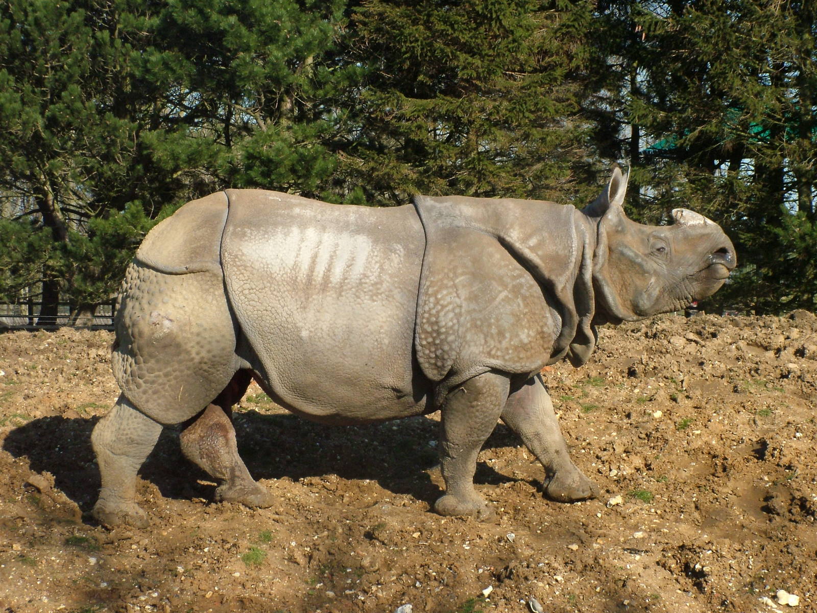 Indian Rhinoceros at Whipsnade Zoo 2008