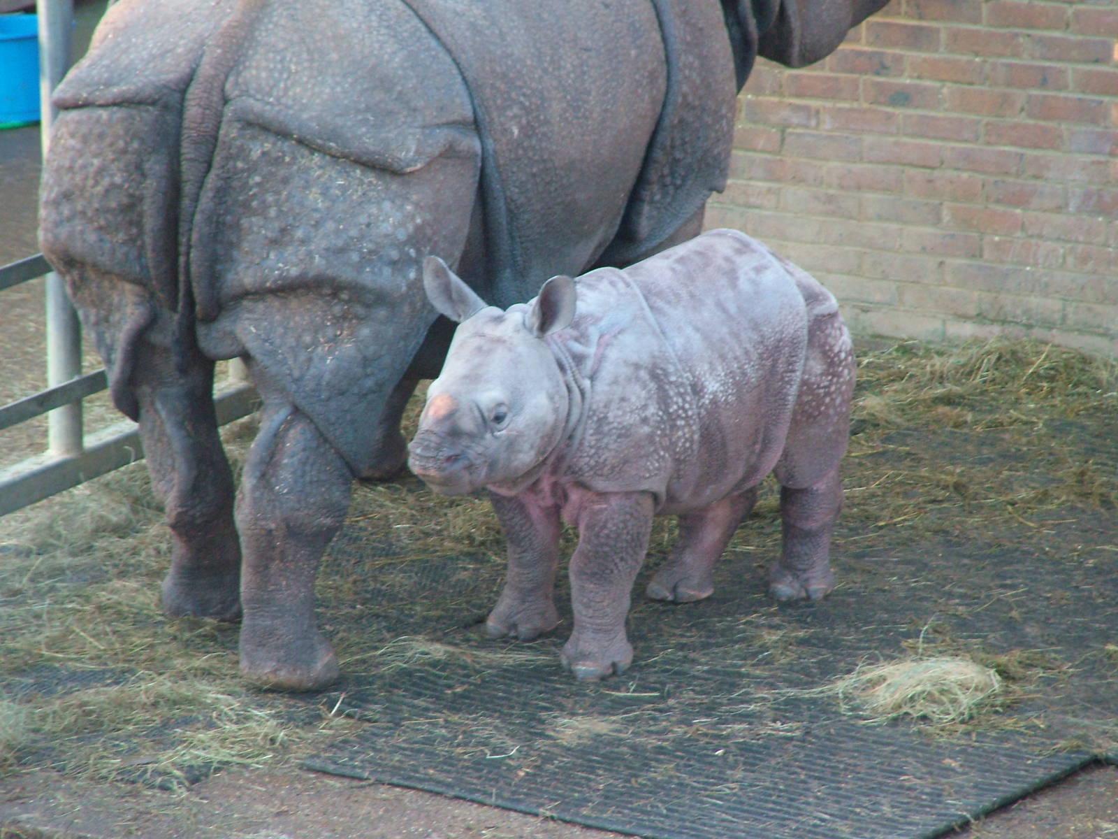 Indian Rhinoceros at Whipsnade Zoo 2008