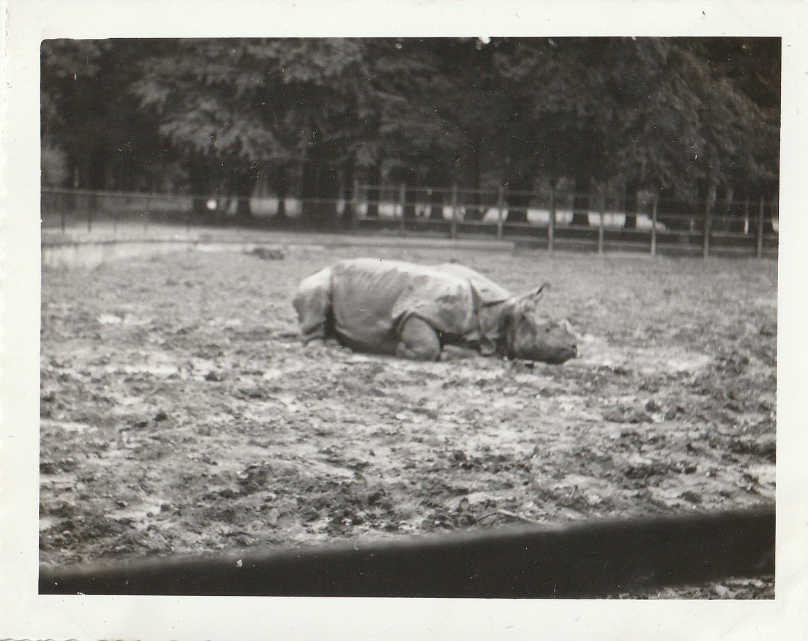 Indian Rhinoceros at Whipsnade Zoo - taken circa August/September 1960