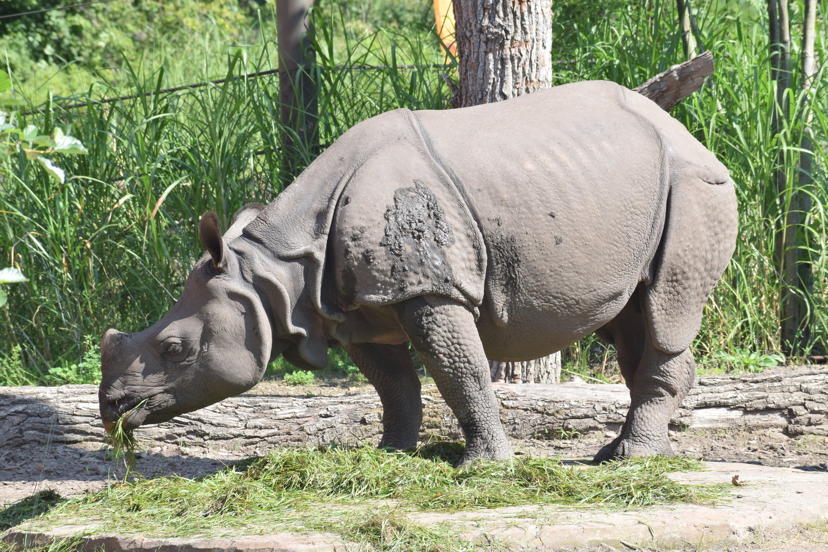 Indian rhinoceros - August 2023