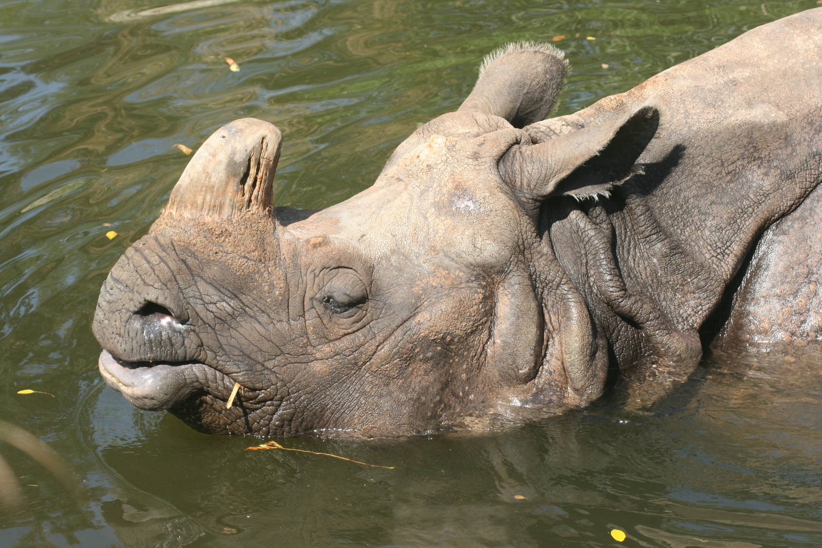 Indian rhinoceros; Basle Zoo; 27th August 2009