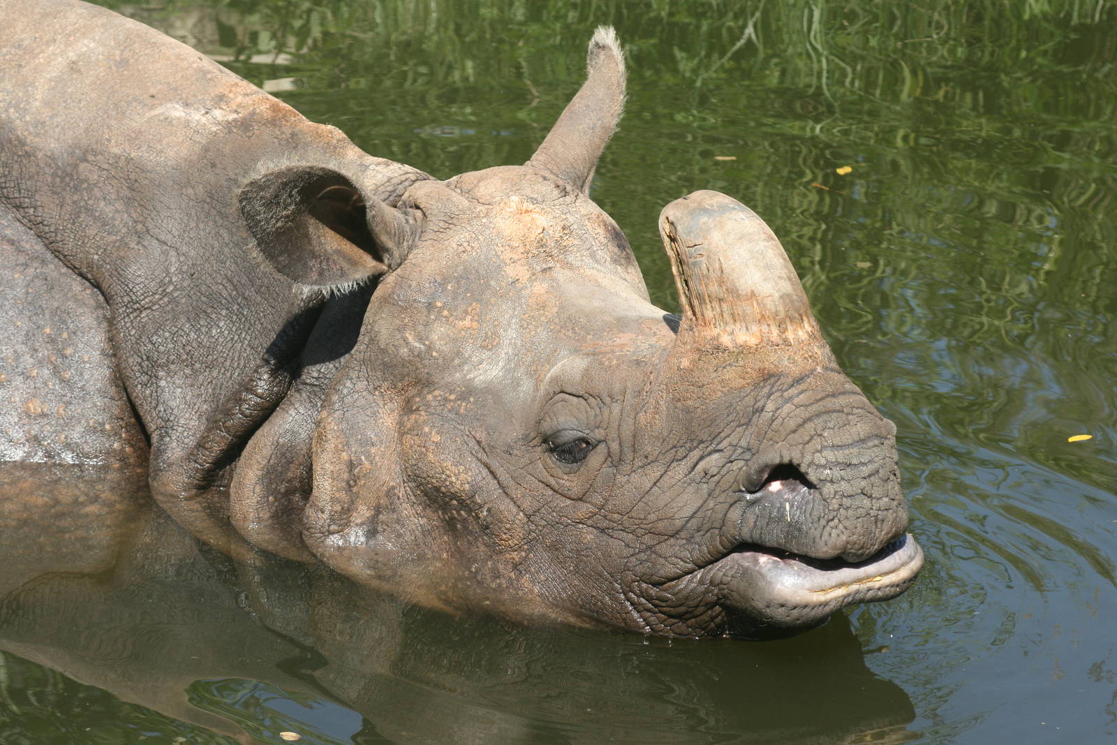 Indian rhinoceros; Basle Zoo; 27th August 2009