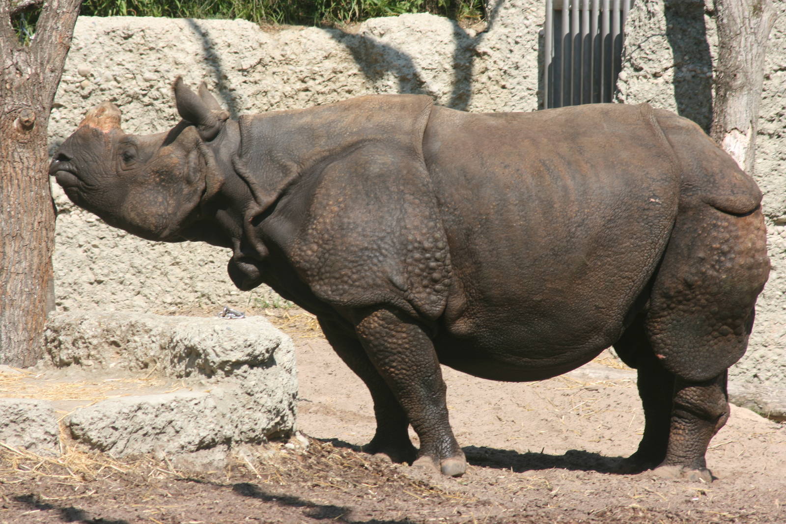 Indian rhinoceros; Basle Zoo; 27th August 2009