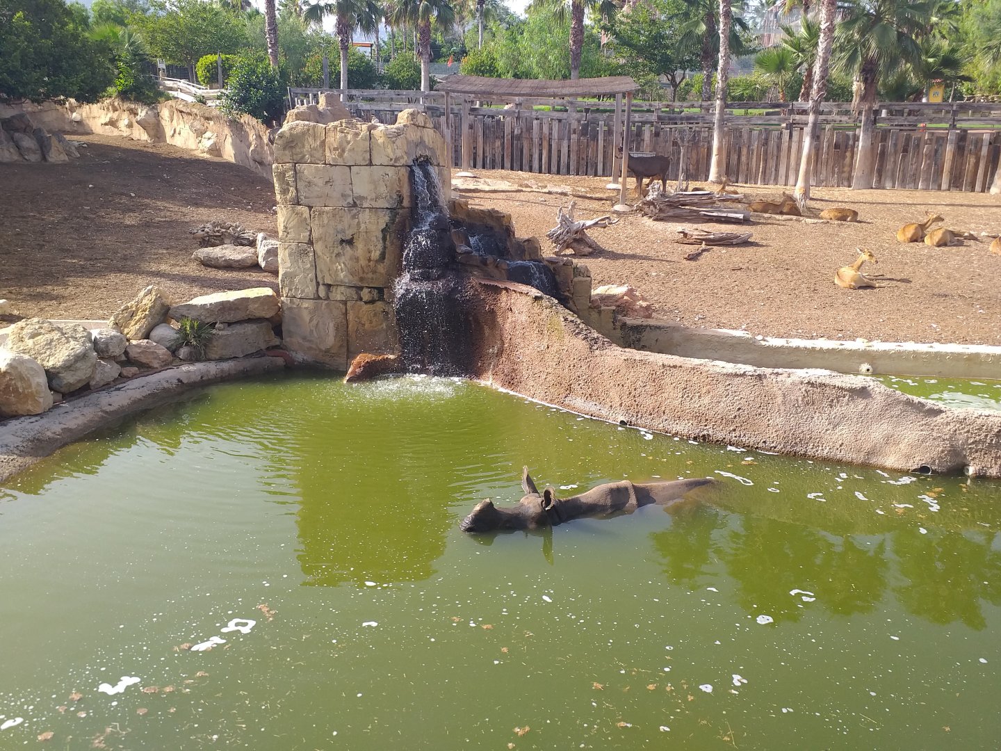 Indian rhinoceros bath time -TerraNatura Benidorm (2021)